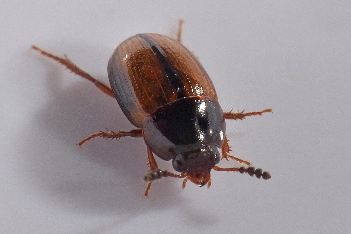 Leiodidae: Leiodes calcarata (Erichson, 1845) (cf)